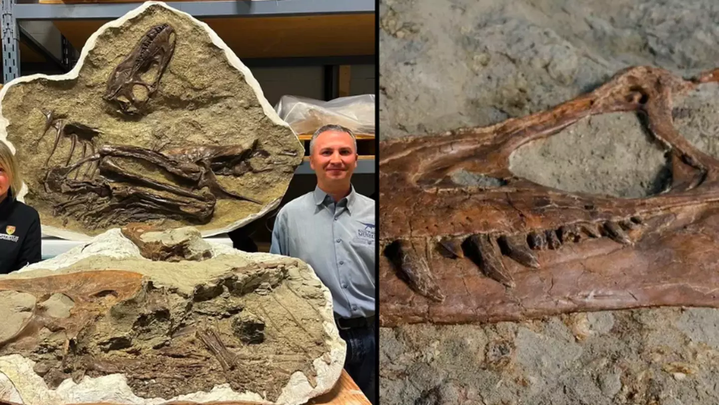 Last meal of 75-million-year-old tyrannosaur revealed by scientists