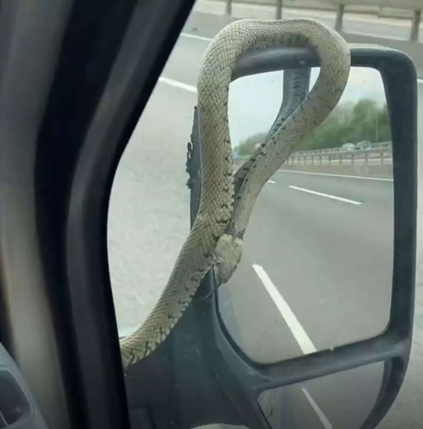 A snake hitched a ride on a car on the motorway.