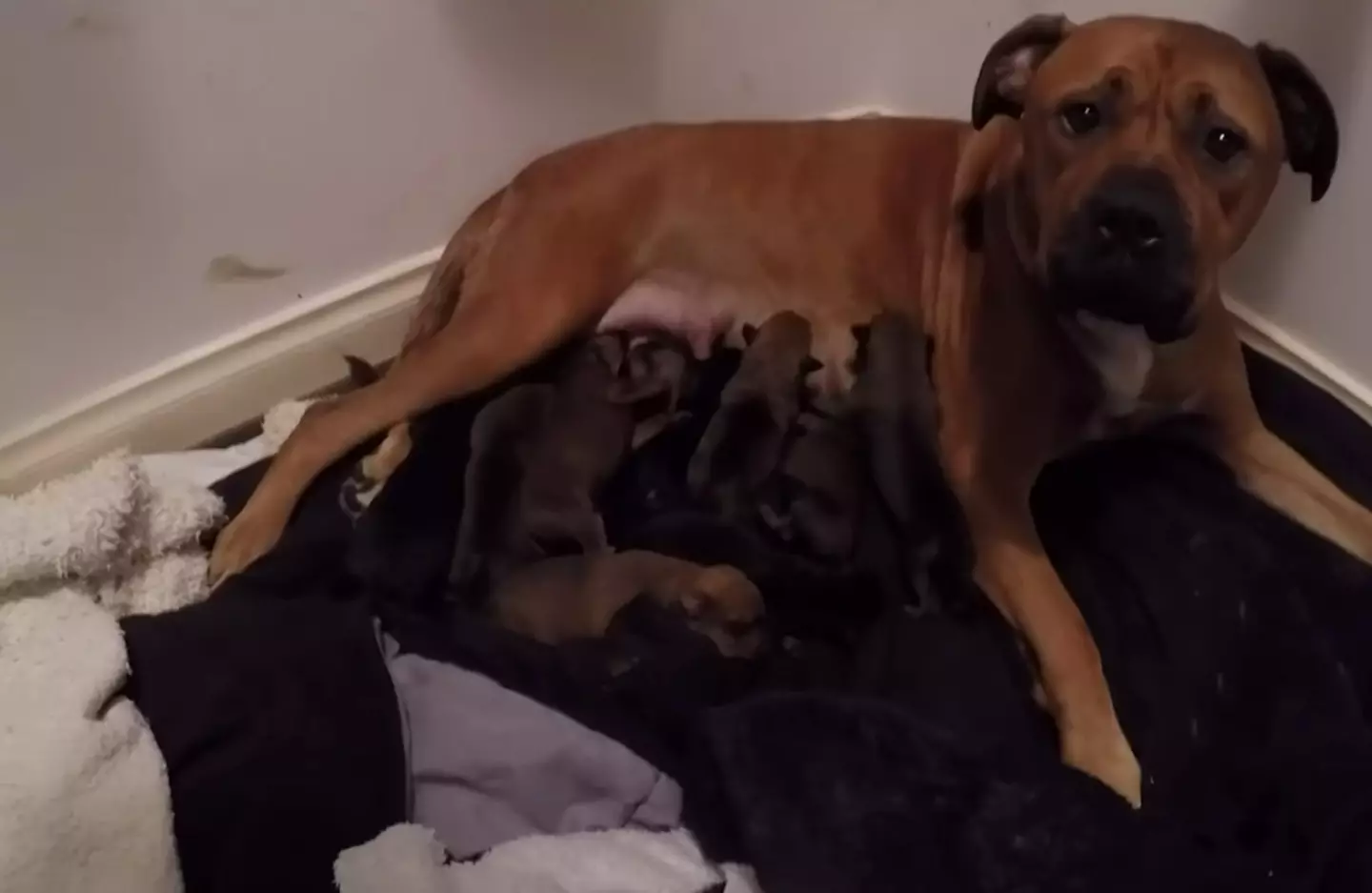 A rather proud Honey with her new, enormous family.