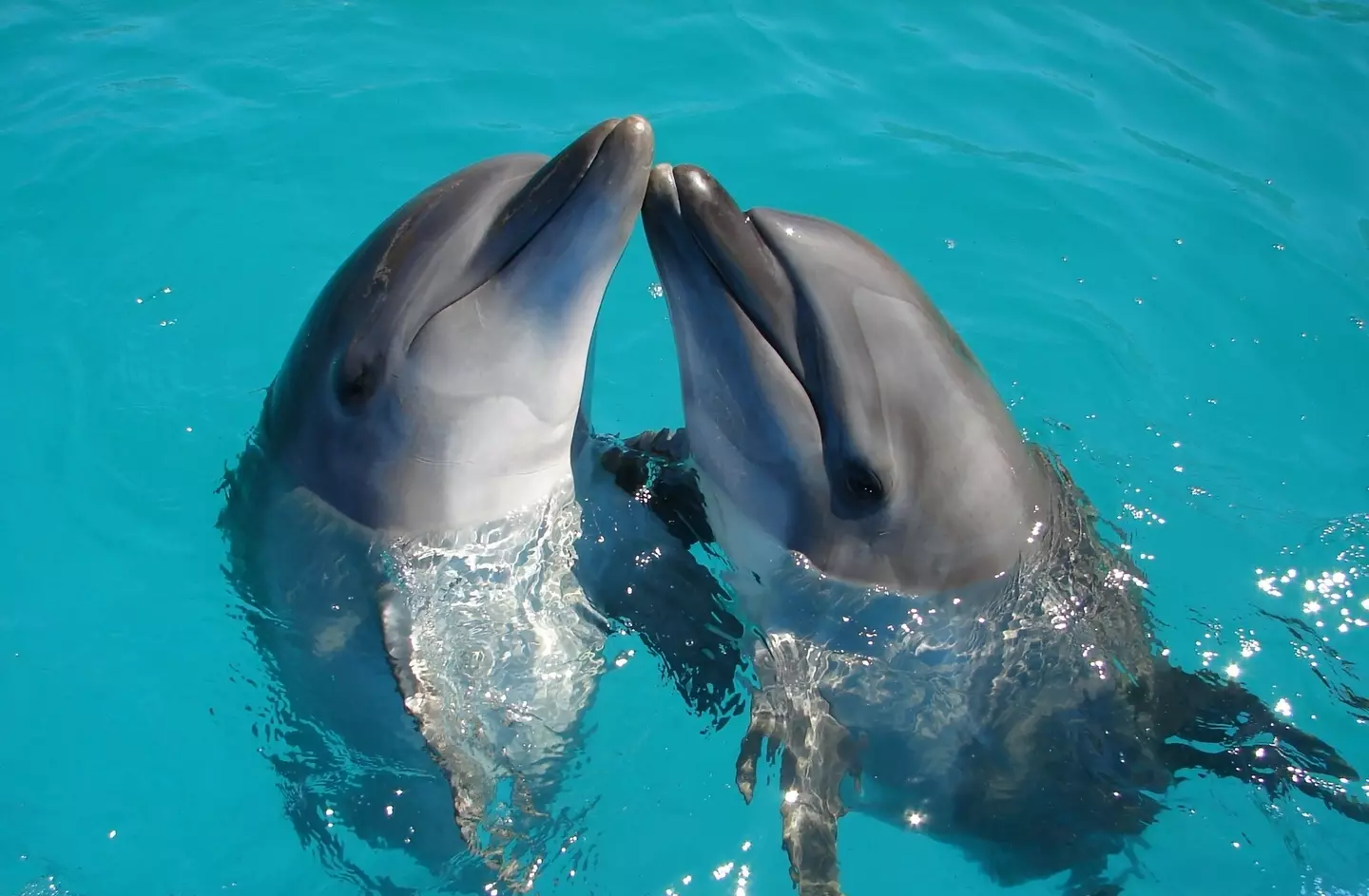 The dolphin attacked her three times before she was yanked out the water.