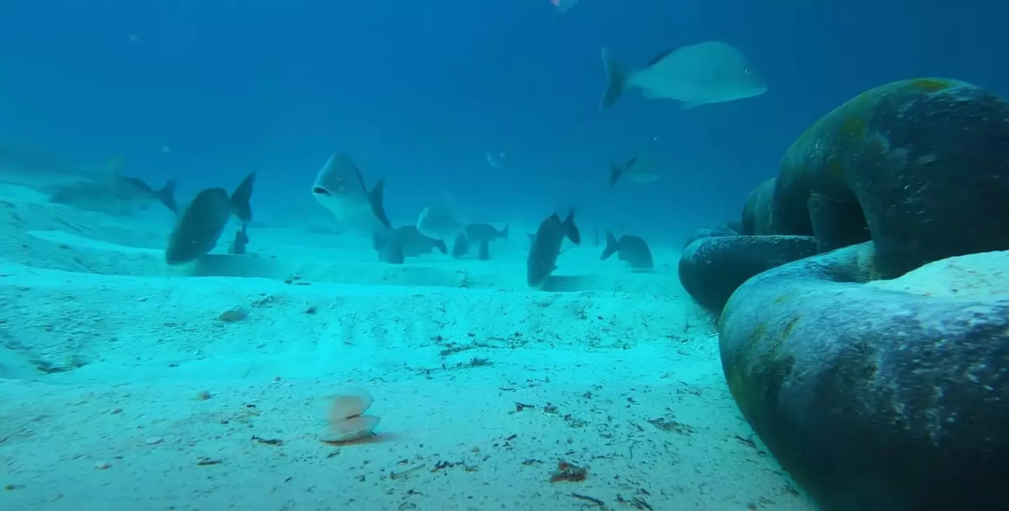 The GoPro gives an incredible insight into life under the sea.