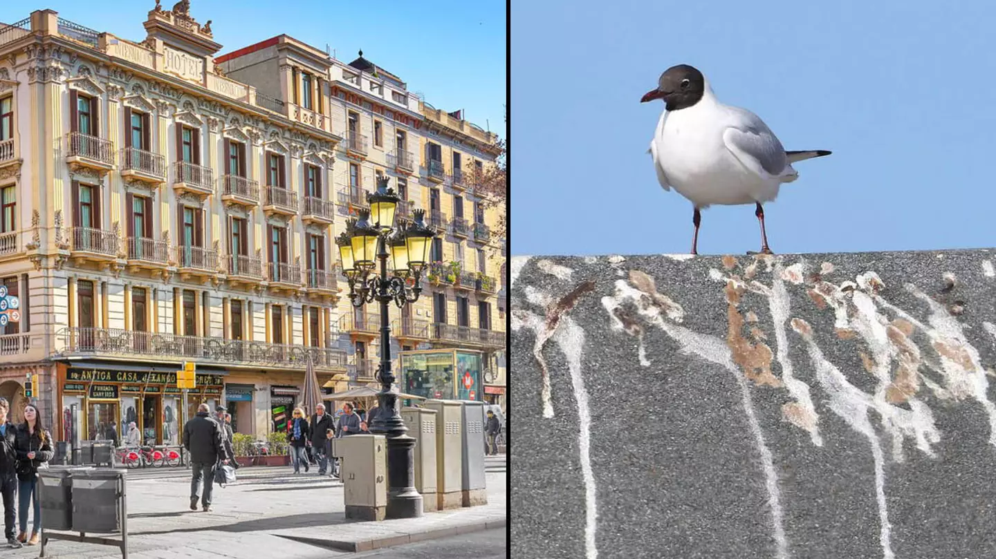 British Tourists Warned Over Spanish 'Bird Poo' Scam