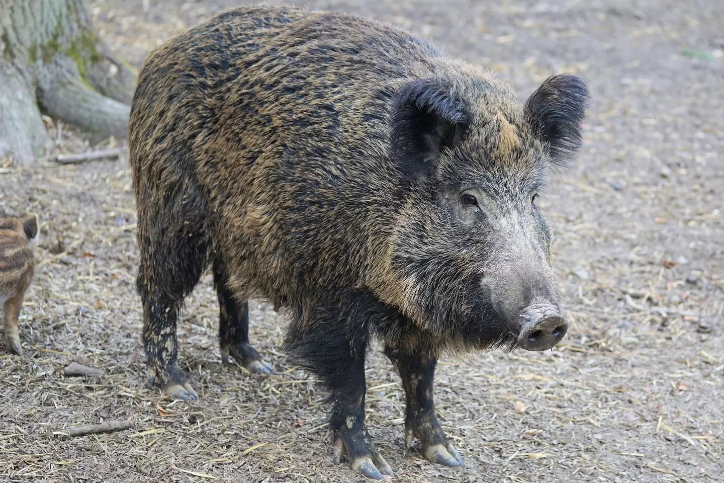 Wild boar are known to be good swimmers.