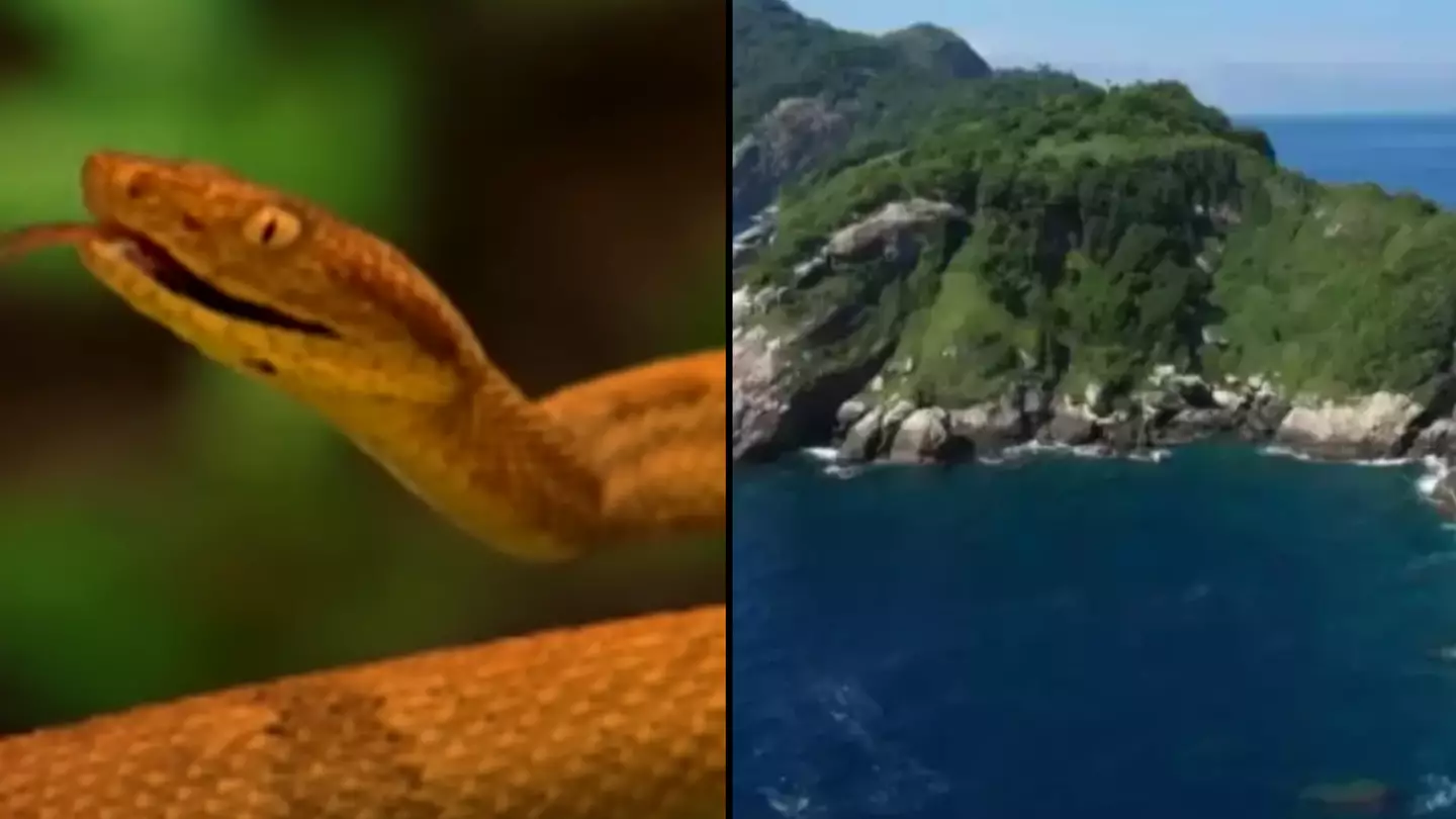 Snake Island where no human is allowed to visit is home to species much more lethal than average snake