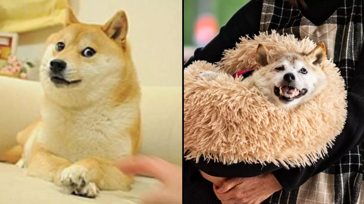 Kabosu the world famous doge meme dog has died