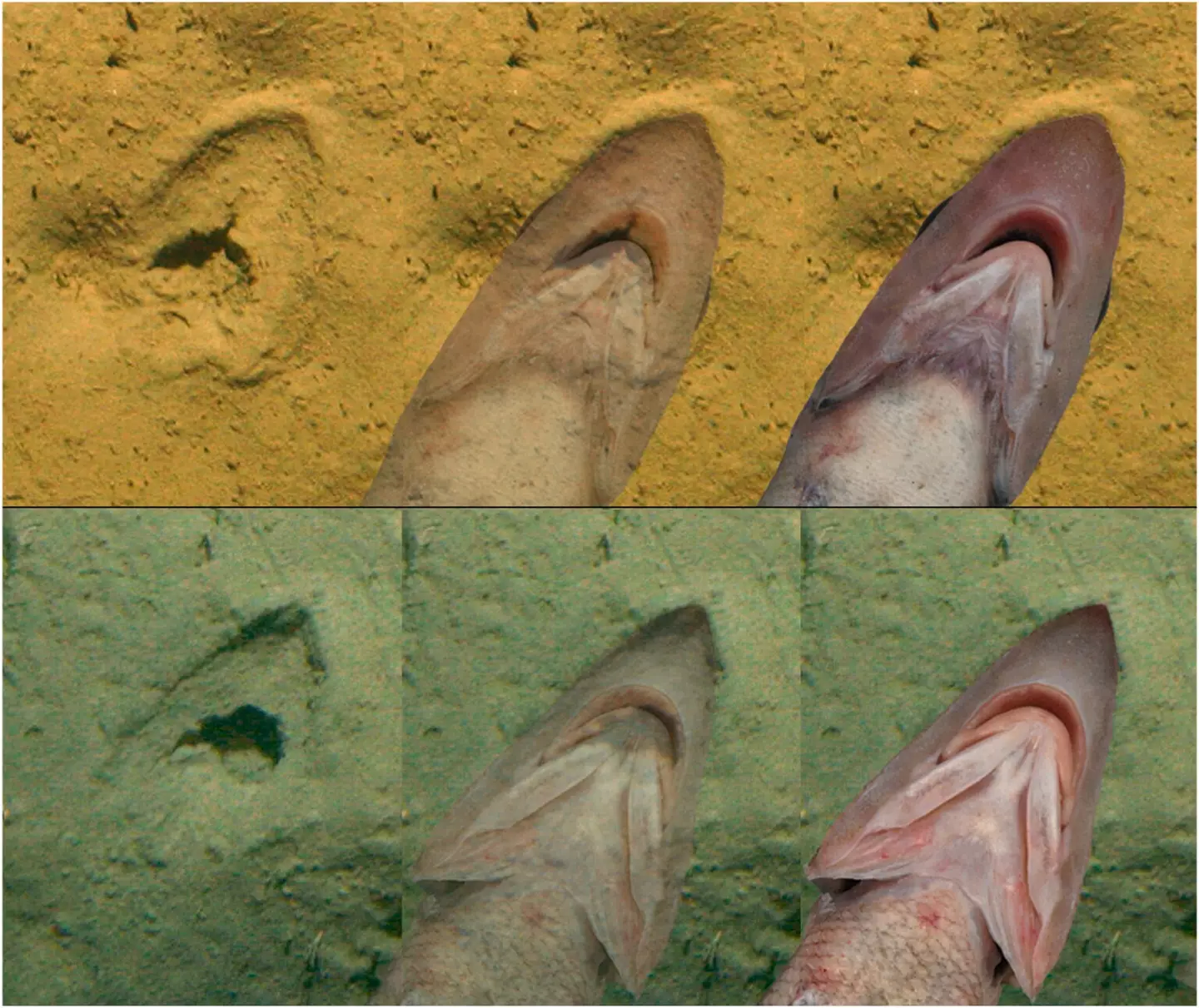 Scientists believe the marks were caused by grenadier fish.