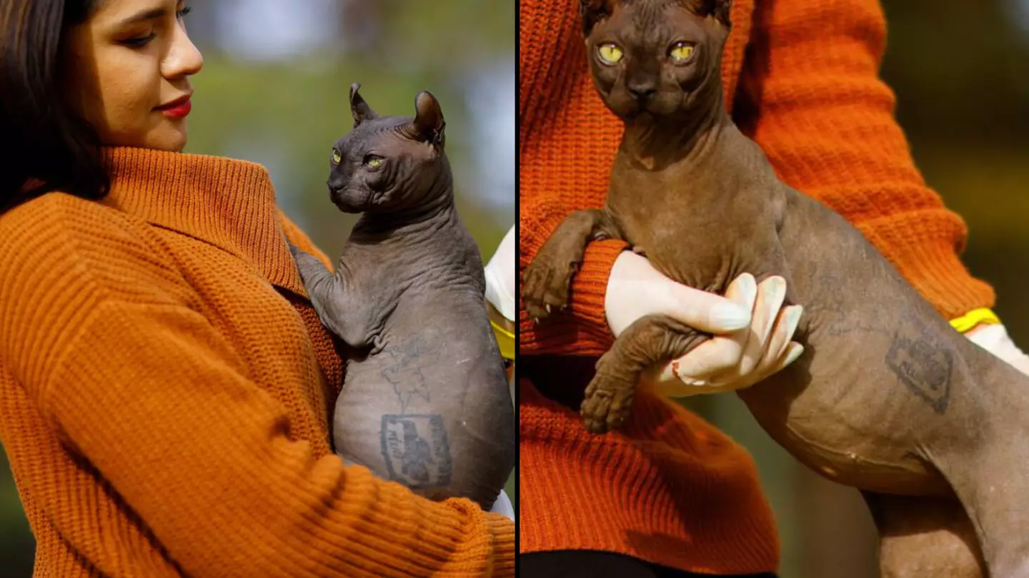 Cat with tattoos is rescued from Mexican prison gangs and looking for home