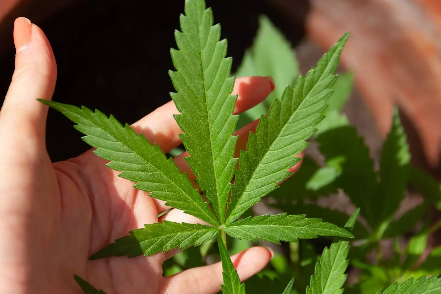 The vape liquid had been mixed with THC, a derivative of cannabis.