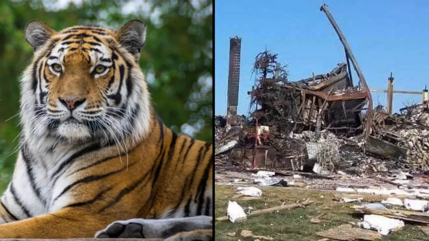 Boss Of Ukraine's Oldest Zoo Reveals They Will Have To Euthanise Their Animals Due To Russian Attacks