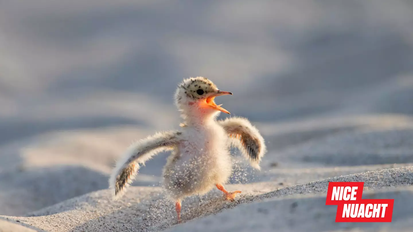 Nice Nuacht: Take A Break with This Week’s Nice News