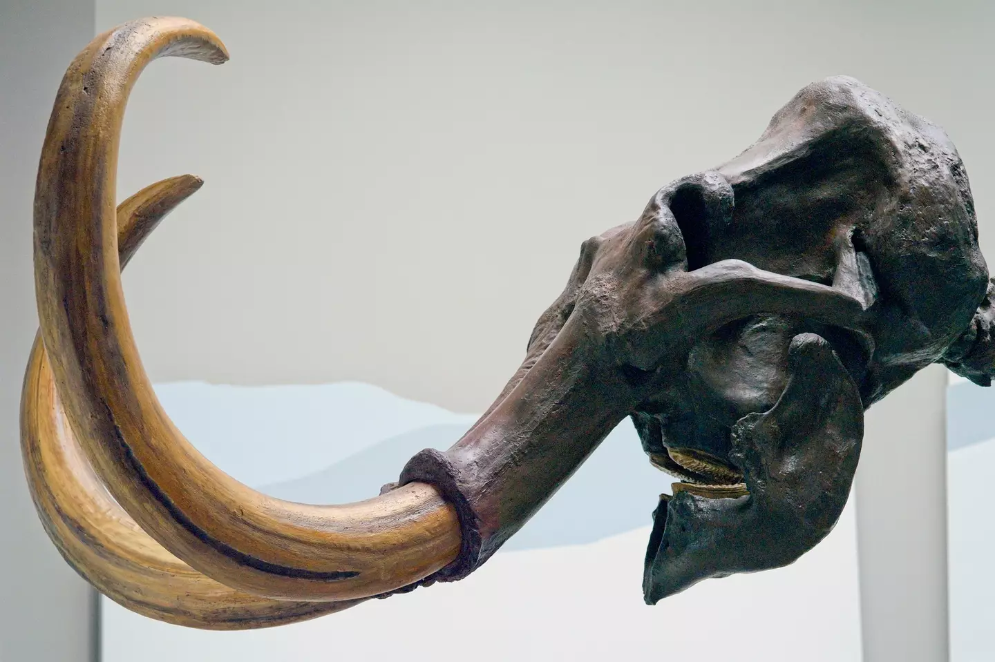 The mammoth has been extinct for the last 4000+ years.