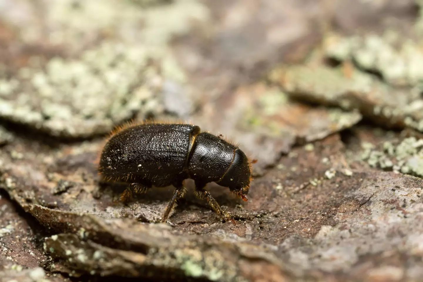 Watch out for this thing, they can f**k up a nation's timber industry. (Getty Stock Image)