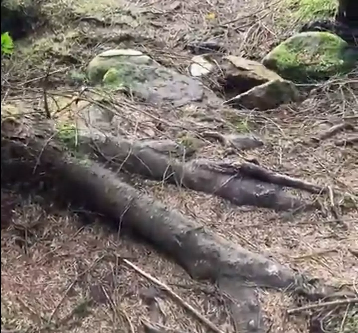 As the tree sinks back down so does the ground around it. Honestly, it's much more eerie if you watch the video.