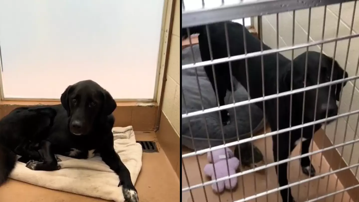 Animal shelter volunteer reveals that black dogs have a more challenging time finding homes