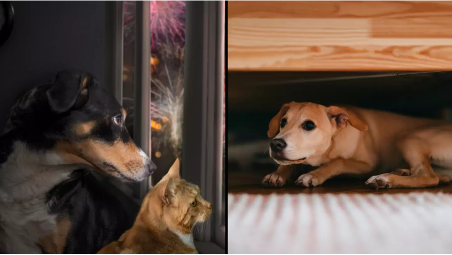 Miracle device that costs under £20 will help protect scared dogs from fireworks