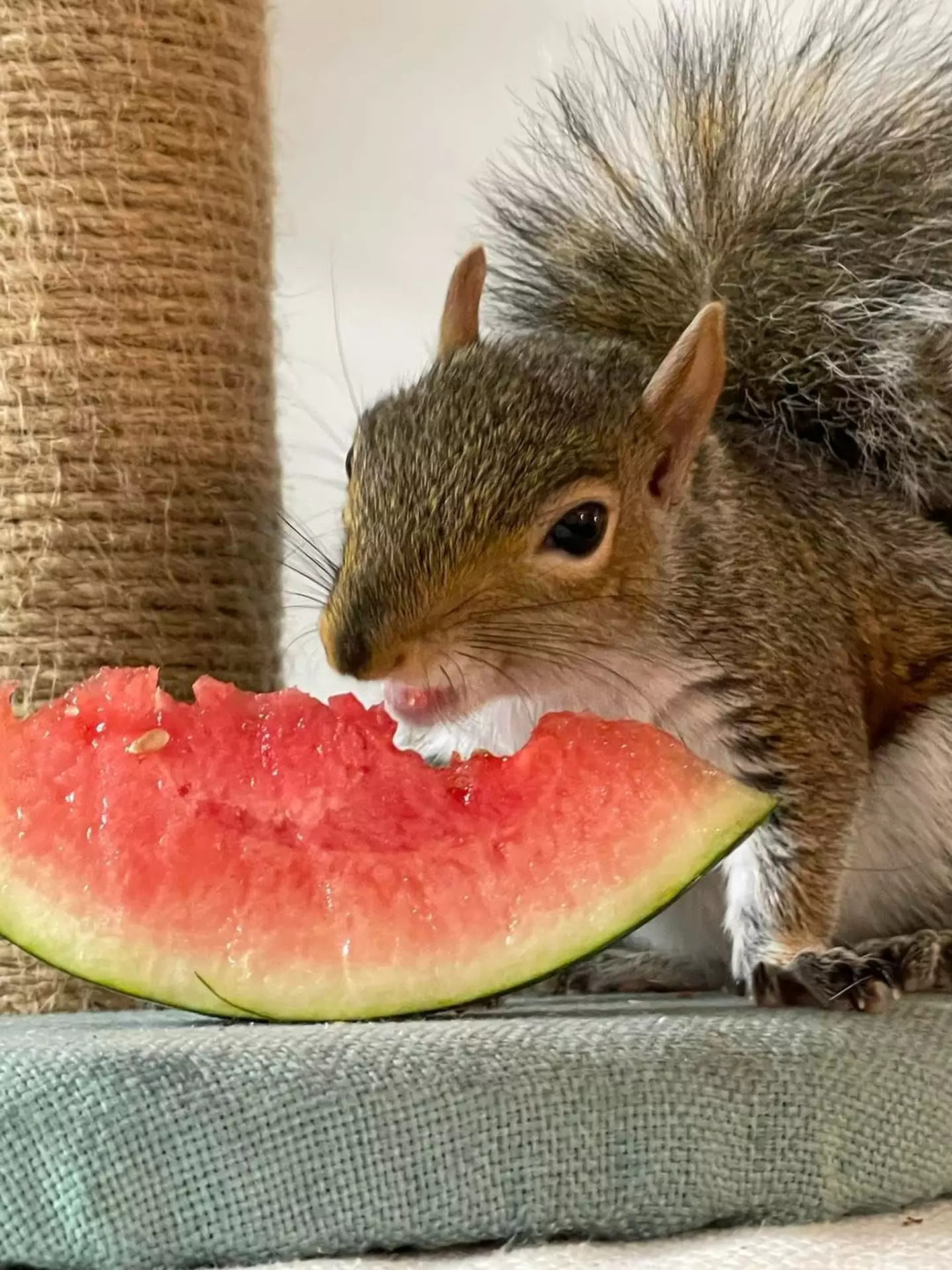 Turns out he's quite a famous squirrel.