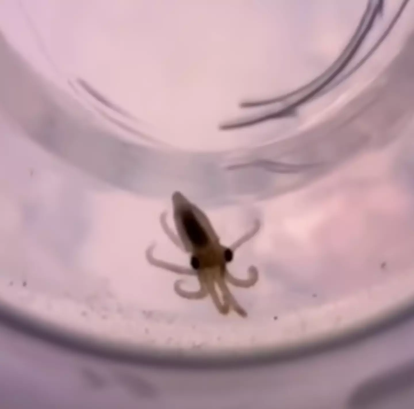One of Terrance's babies (TikTok/doctoktopus/ABC)