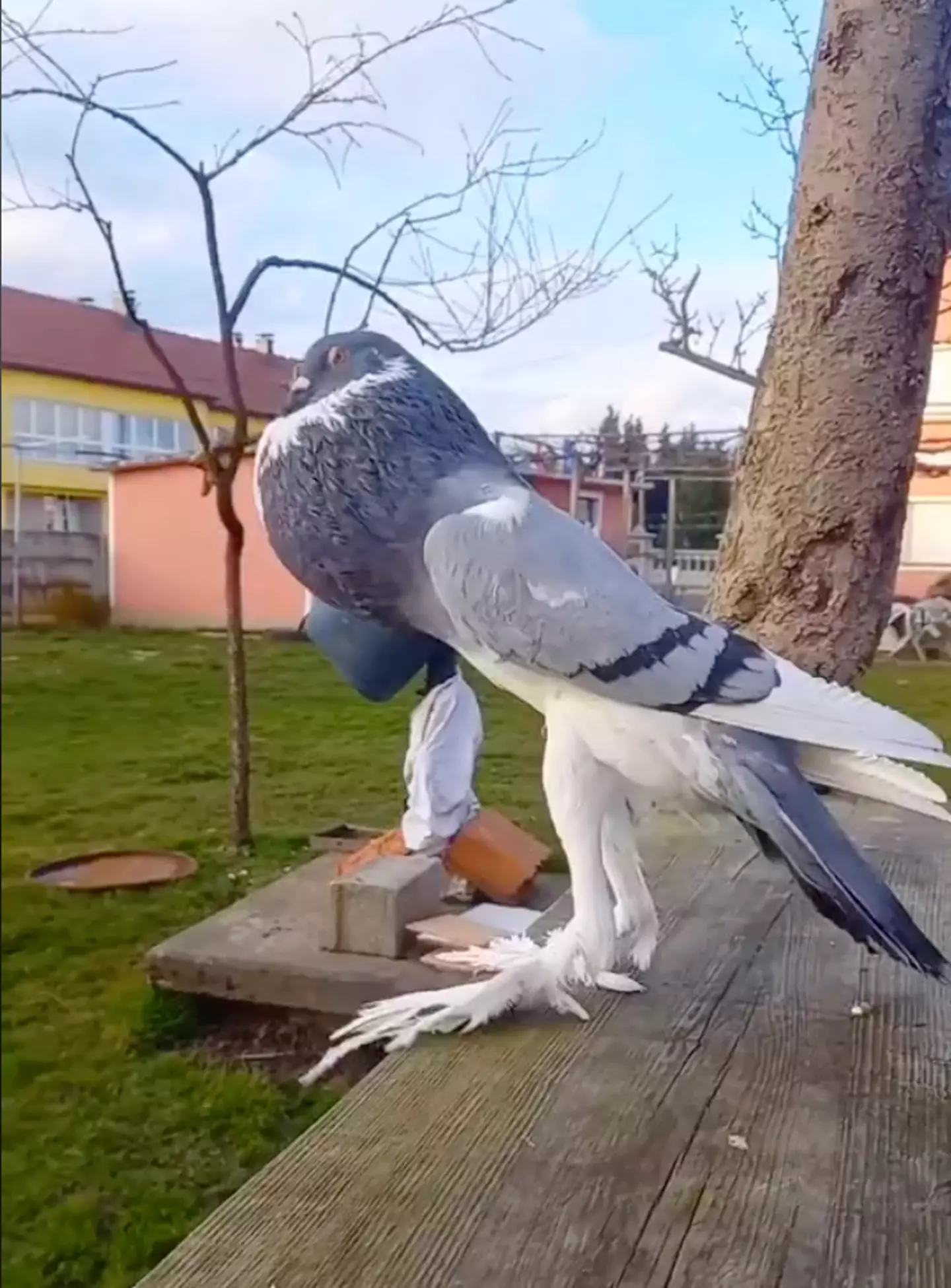 This unit of a pigeon has left people 'disturbed'.