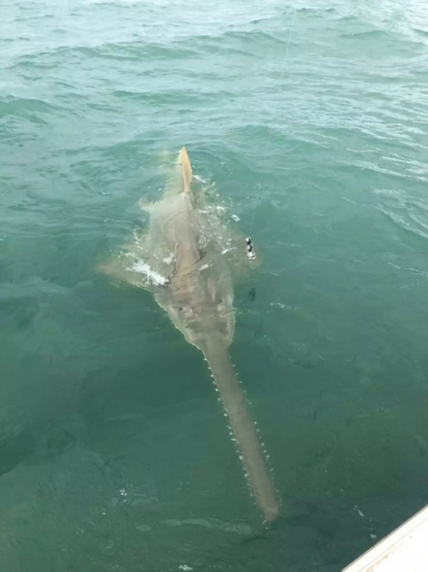 The sawfish is extremely rare and strange.