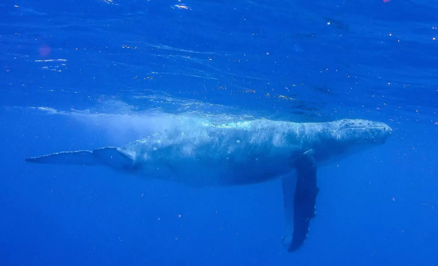 Scientists make shock discovery when cutting open world's rarest whale that's never been spotted alive before 2 The Taoka isn't like regular whales (Getty Stock Images)
