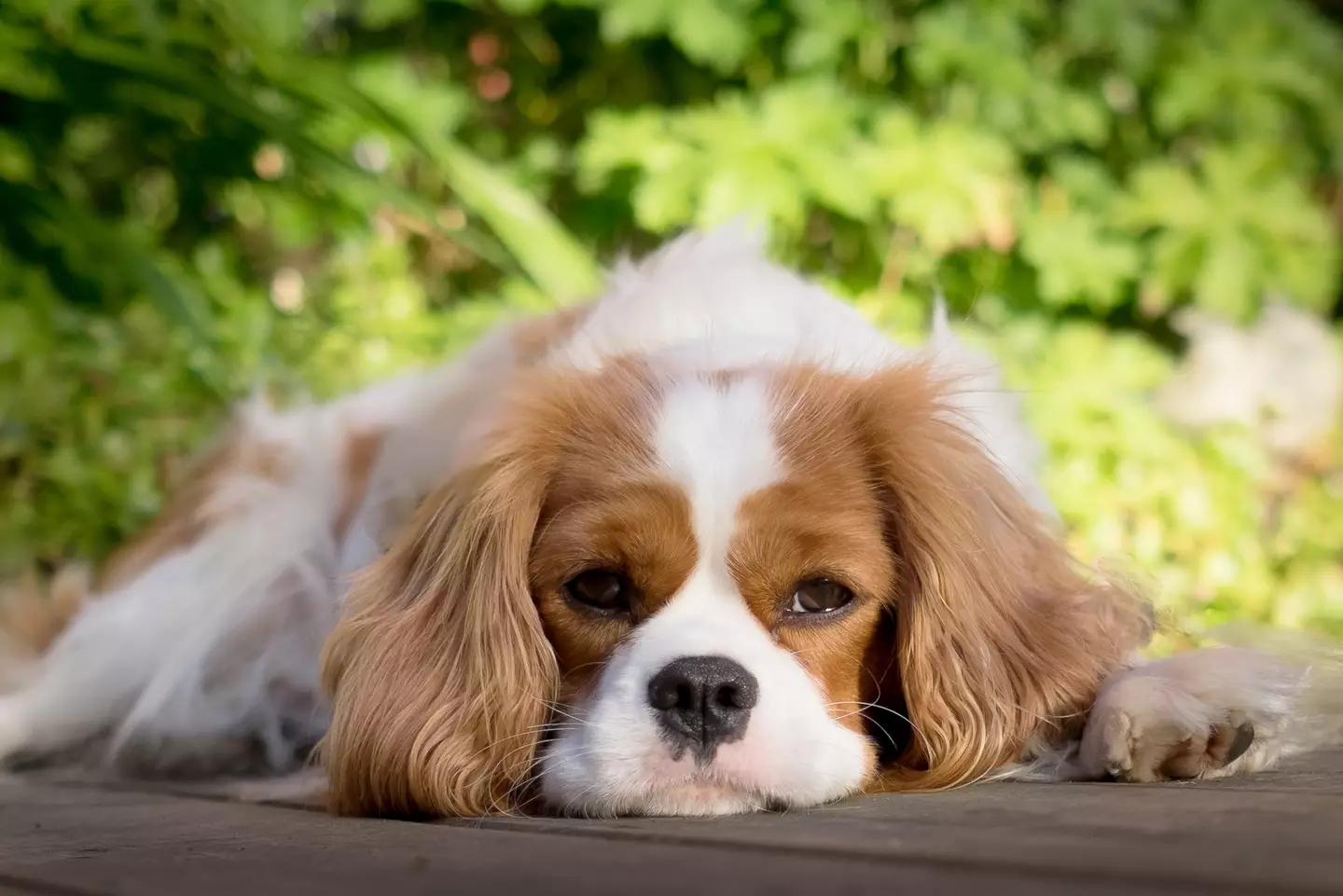 The leading cause of death of Cavalier King Charles Spaniels is MVD (Getty stock image)