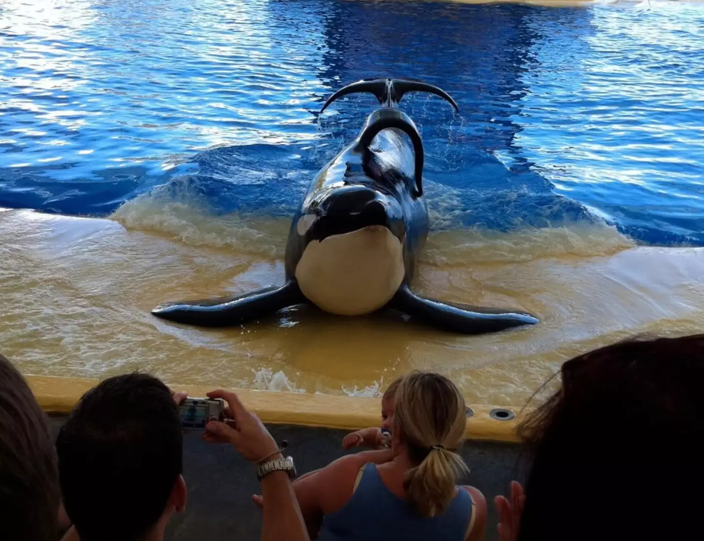 Tilikum was the main focus of the 2013 film Blackfish.