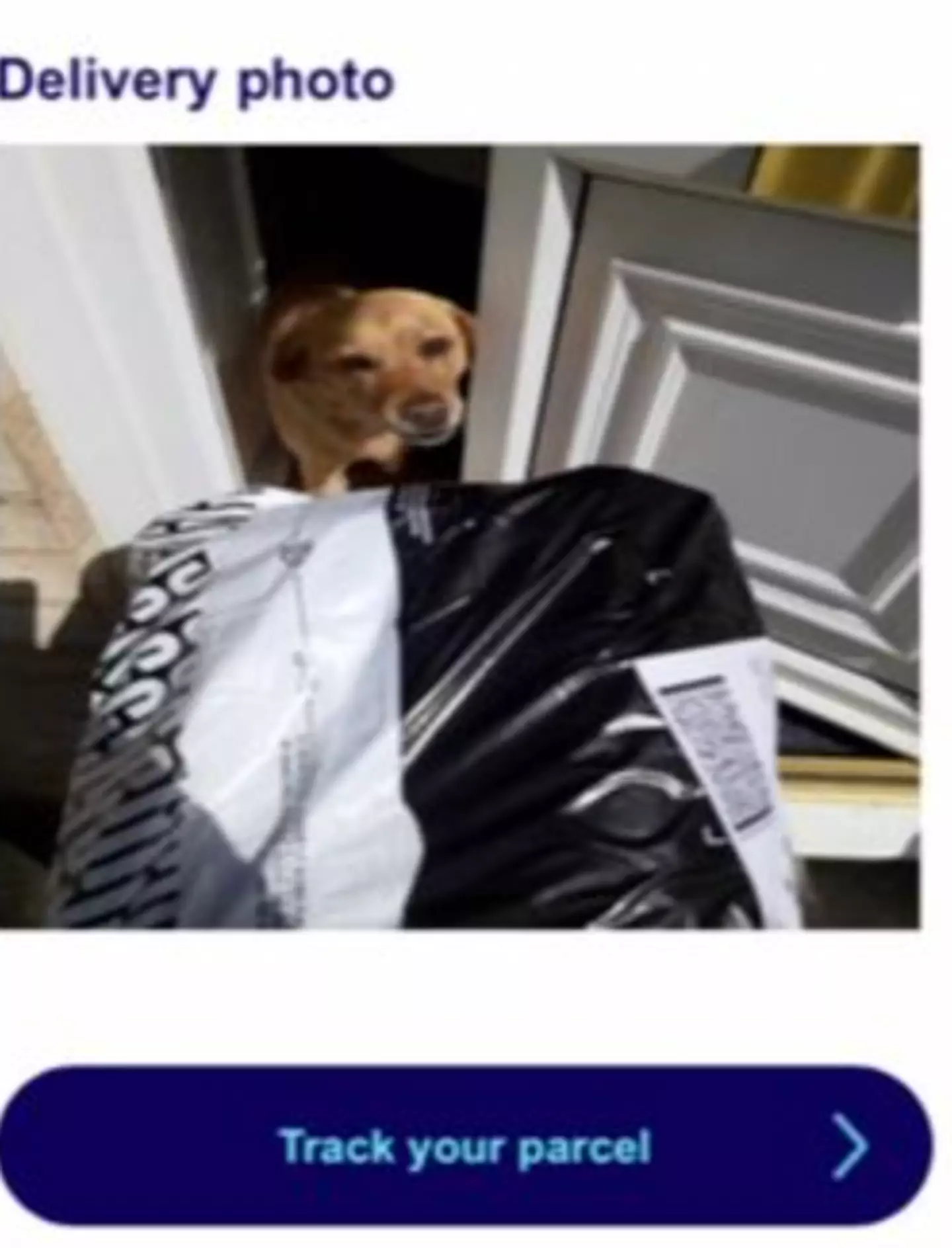 Mazie took care of her owner's recent Hermes delivery.