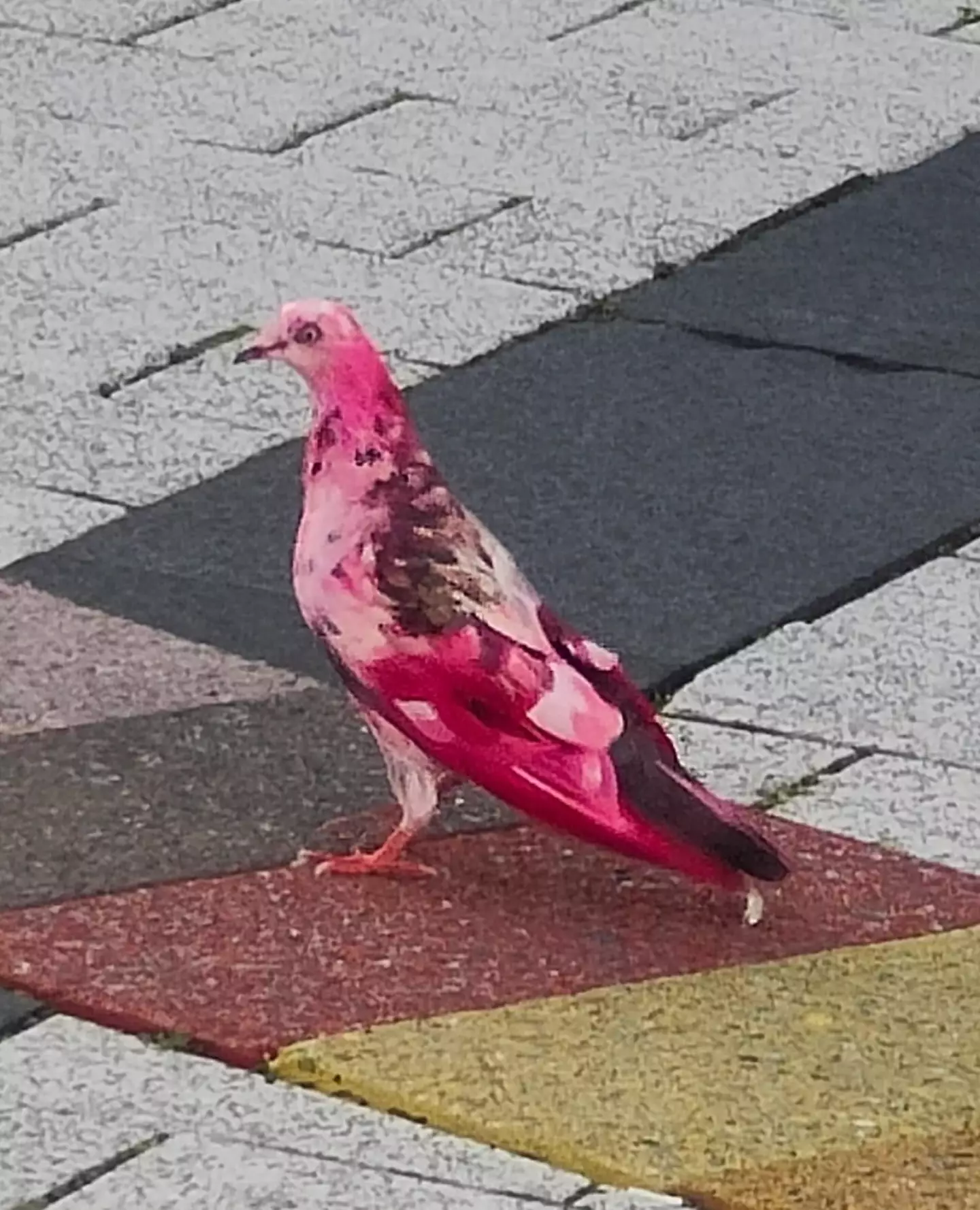 Multiple people have taken to social media with sightings of the pink bird.