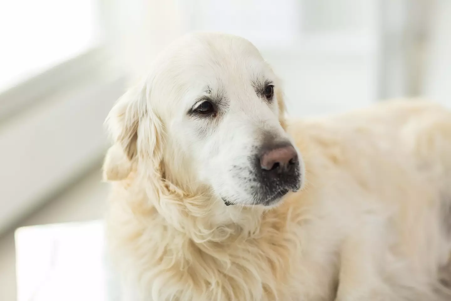 The vet urged owners to stay with their dogs when they're being put down.