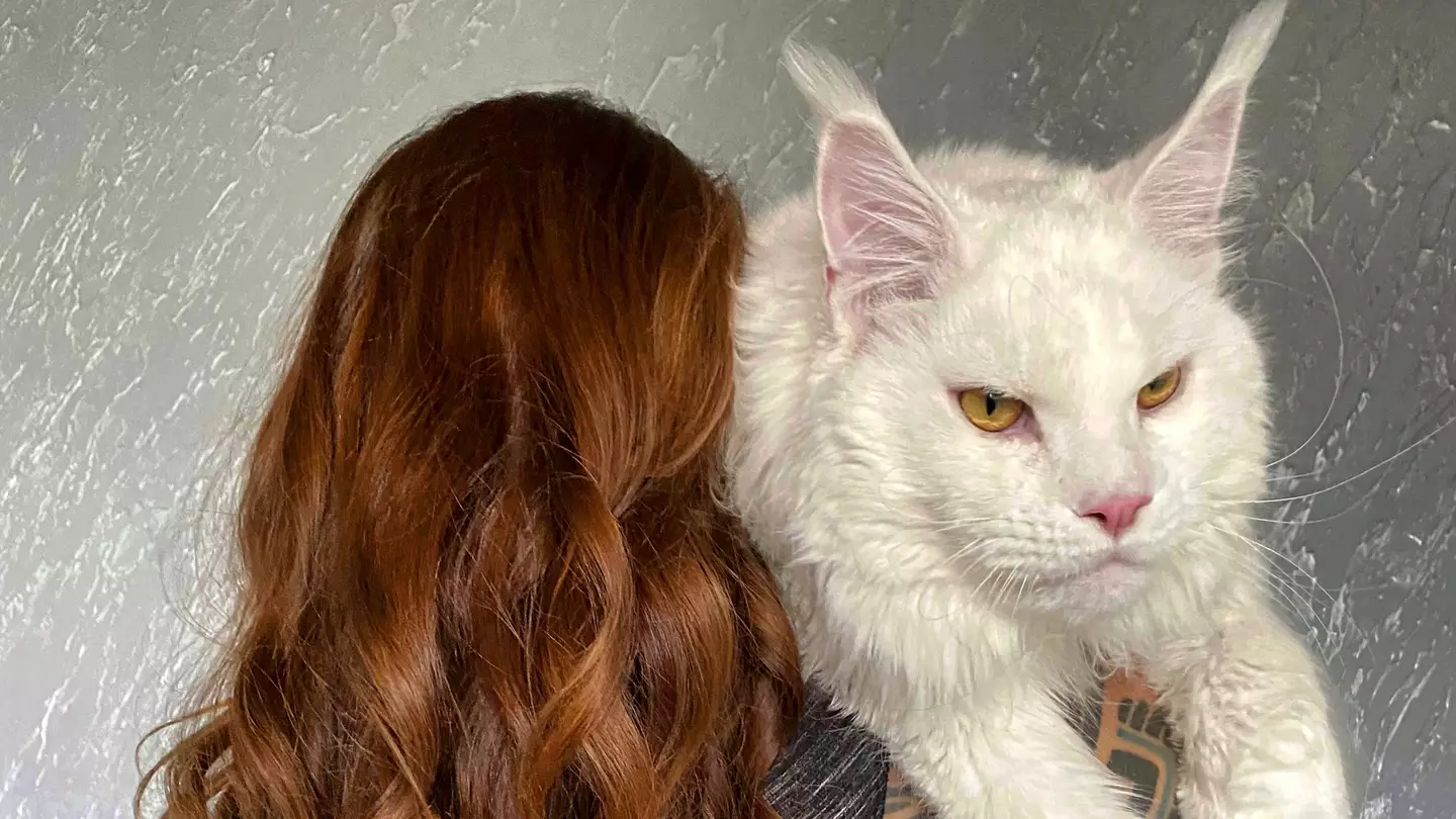 Woman's Pet Cat Is So Big People Mistake Him For A Dog