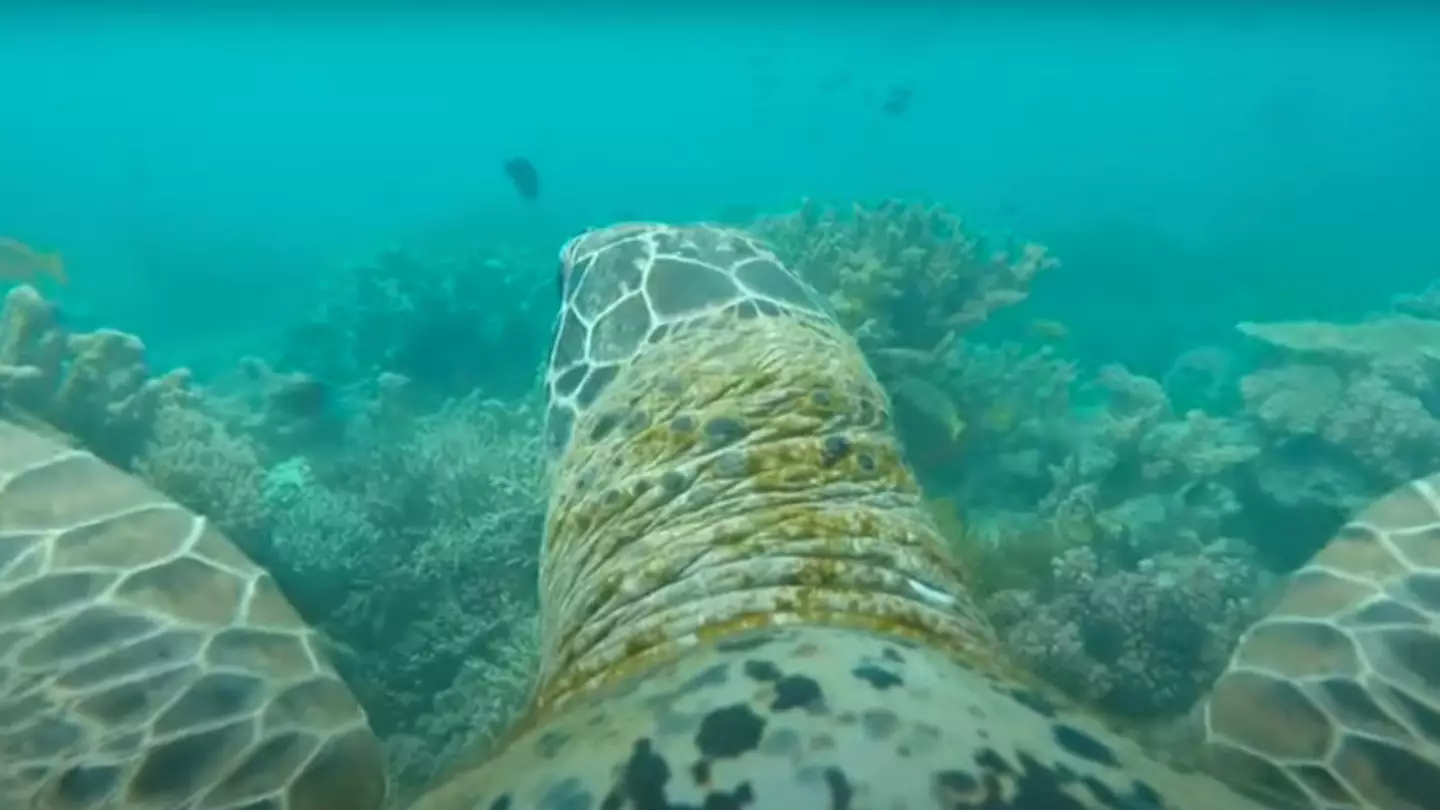 Scientists strapped GoPro to a sea turtle and made an incredibly powerful discovery from footage
