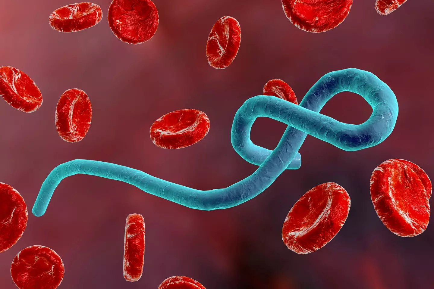 The cause of the virus is unknown, but it causes similar symptoms to Ebola or Marburg (Getty Stock Images)