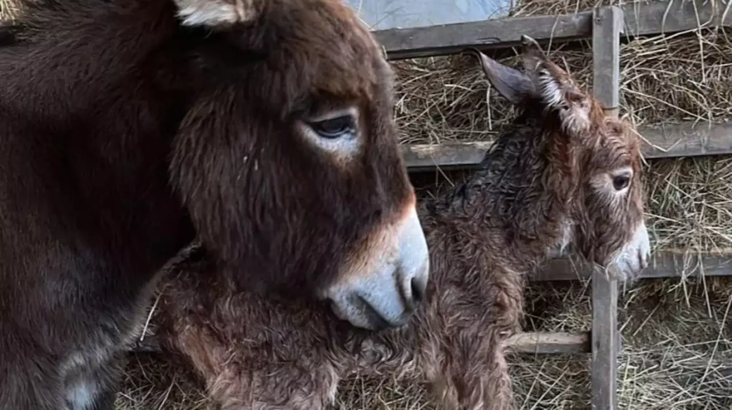 The donkey has been left heartbroken over the loss of her foal.