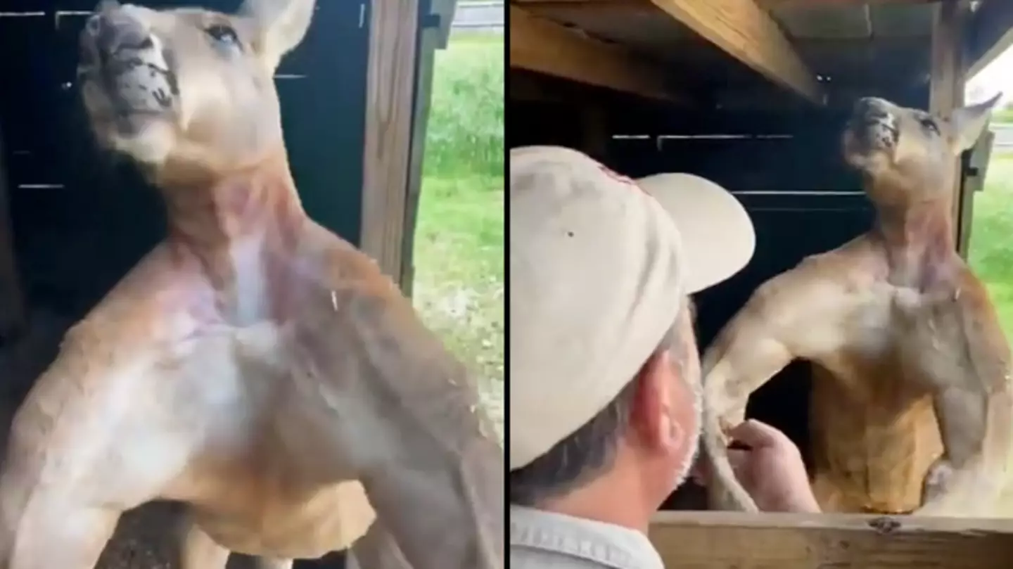 People Are Shocked Over Jacked Kangaroo Who’s ‘Never Skipped An Arm Day’