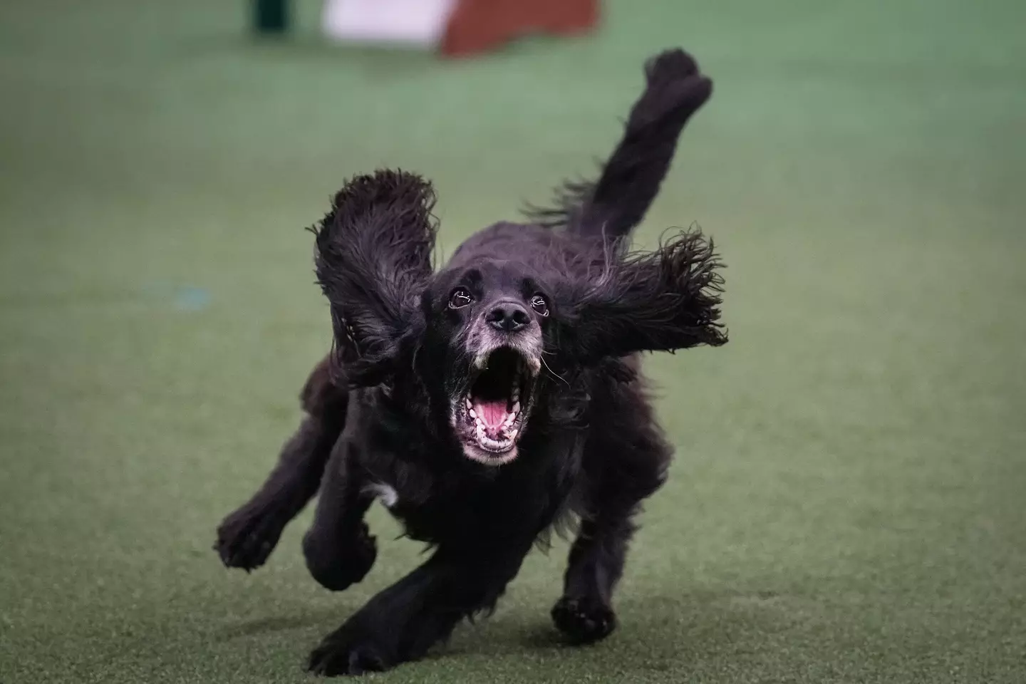 Viewers claimed that Crufts encourages bad breeding practices.