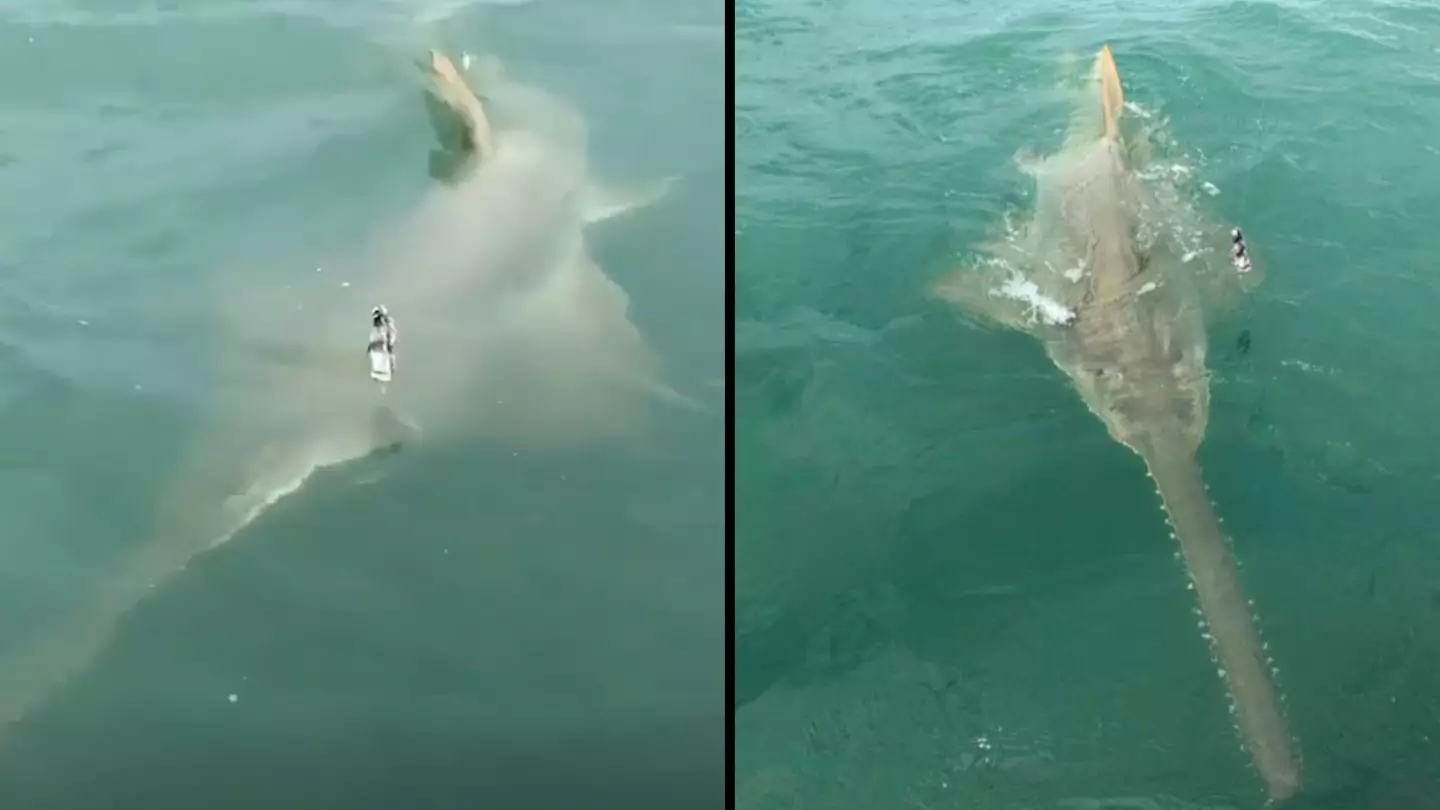 Fisherman Hooks Rare 13-Foot Long Fish While Shark Fishing In Florida