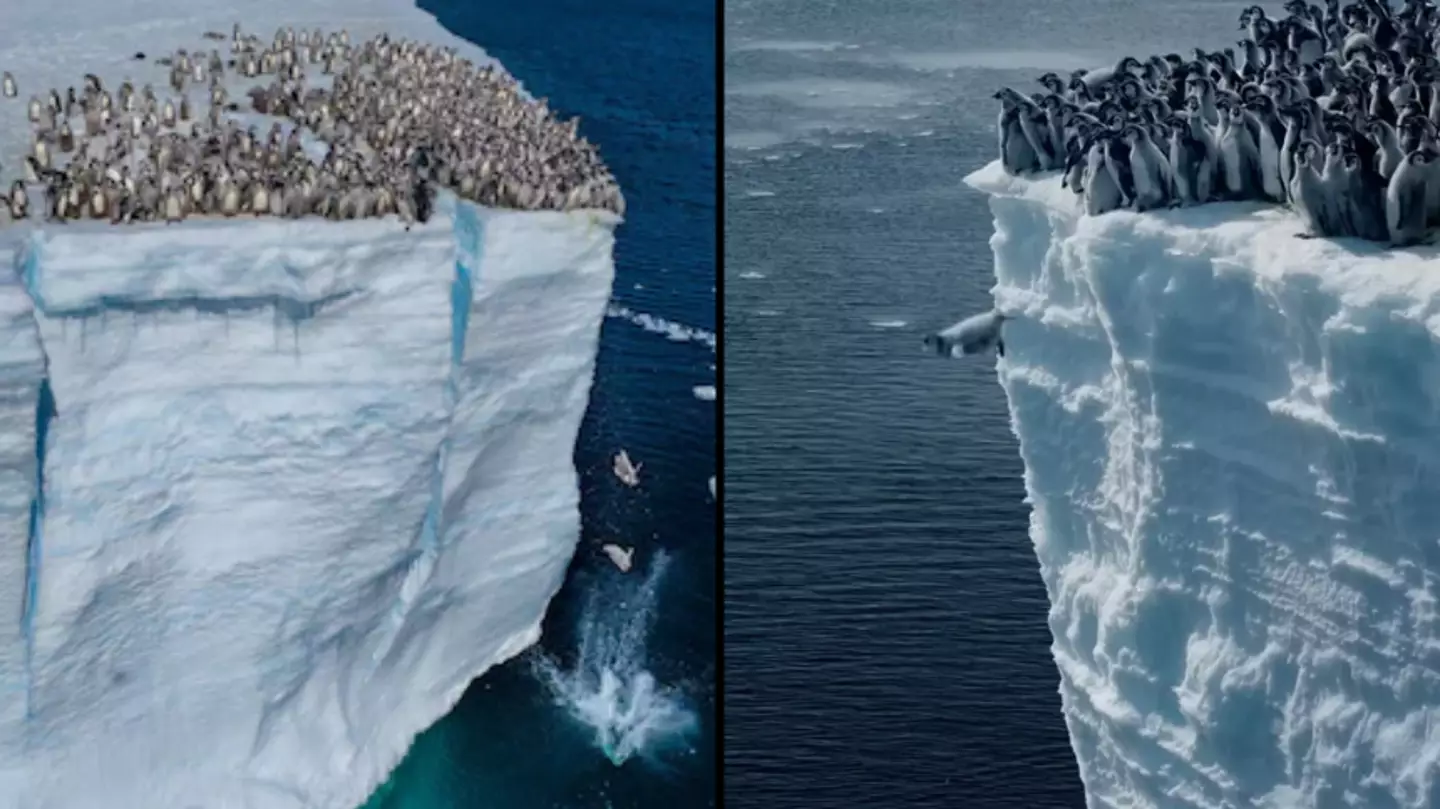 Sad reason emperor penguin chicks are jumping off a 50-foot cliff in record-breaking footage