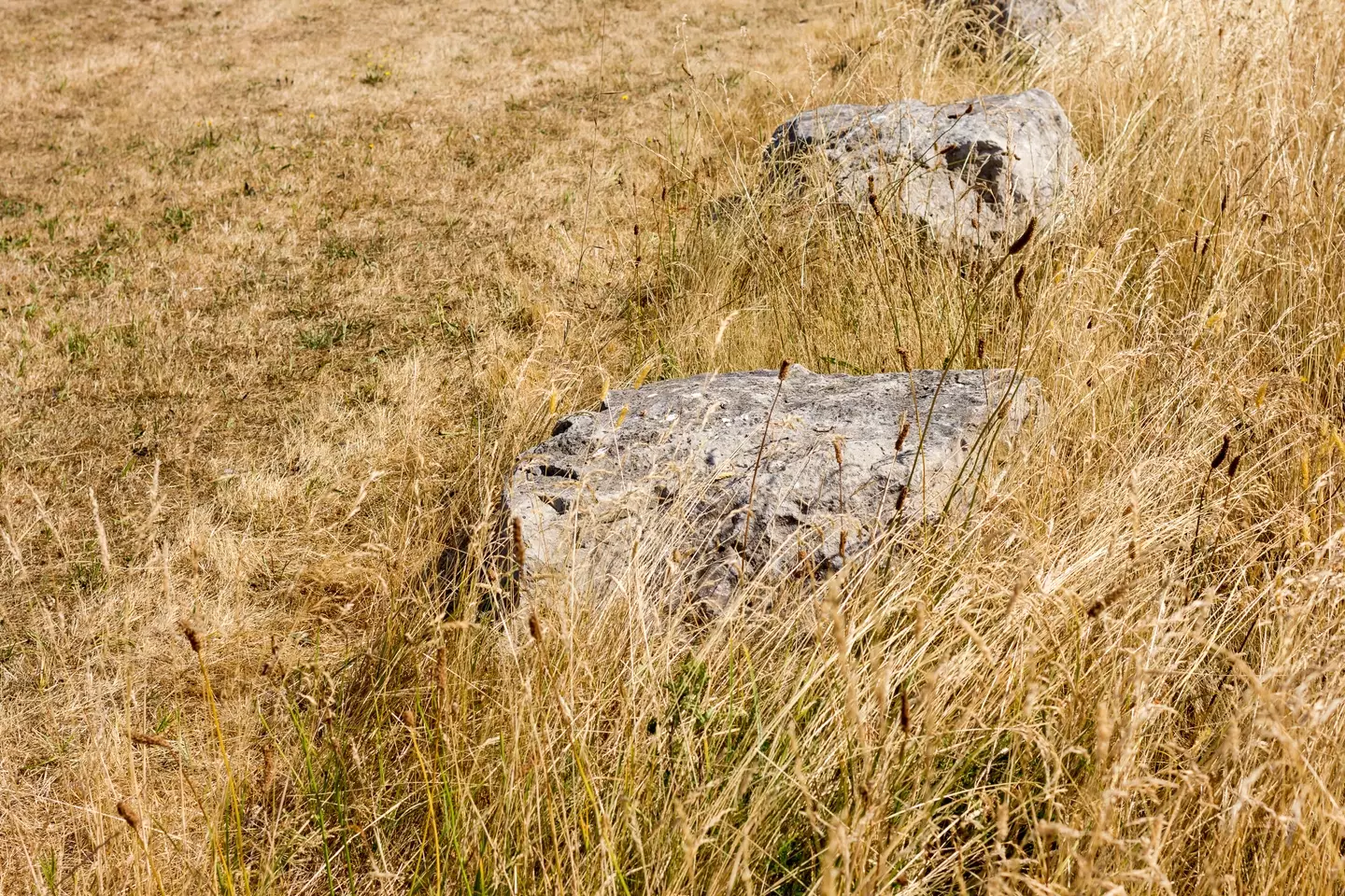 Extremely dry ground during the heatwave could lead to fires.