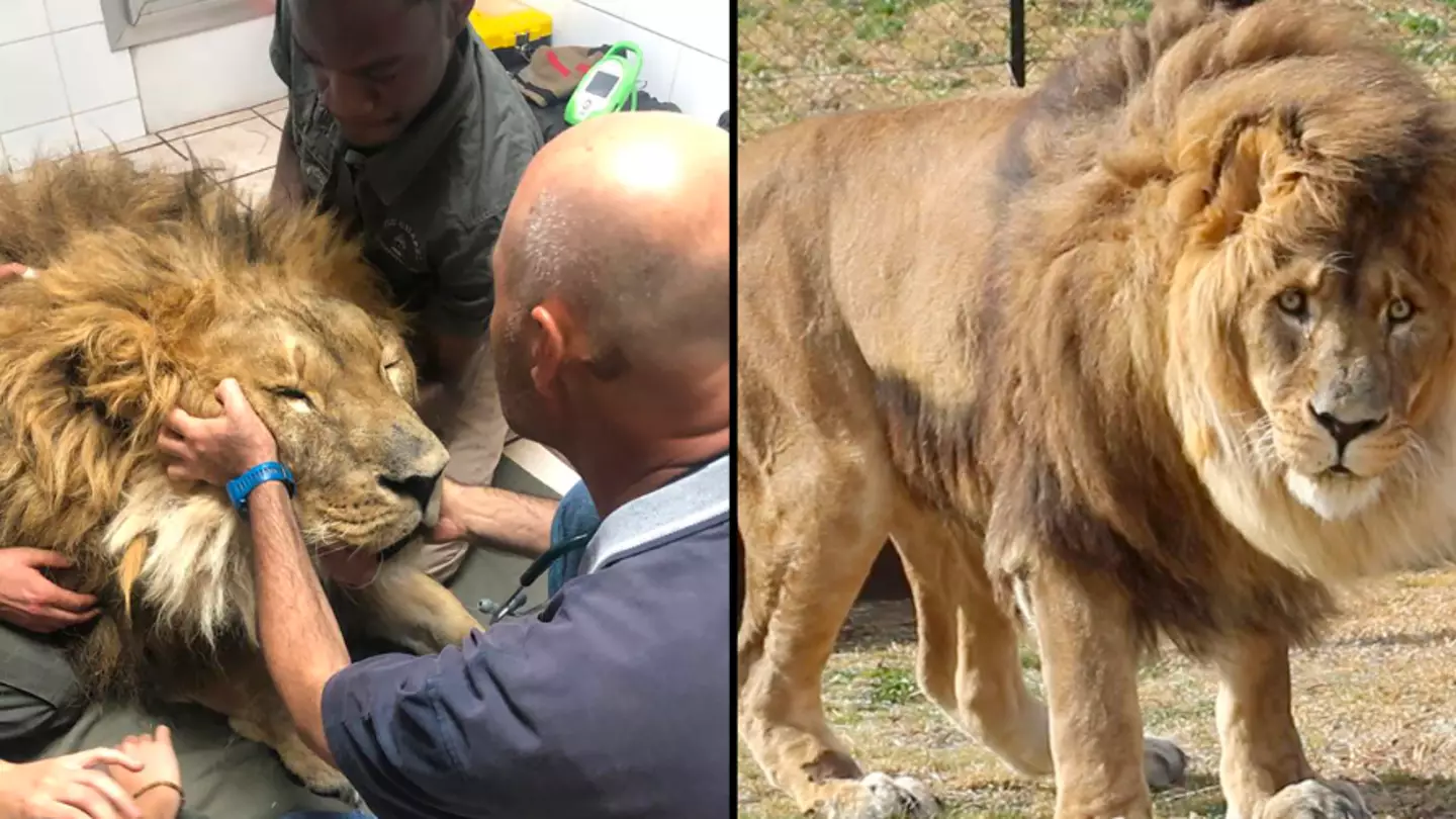 'World's loneliest lion' finally gets moved to sanctuary after spending years in a cell at closed zoo