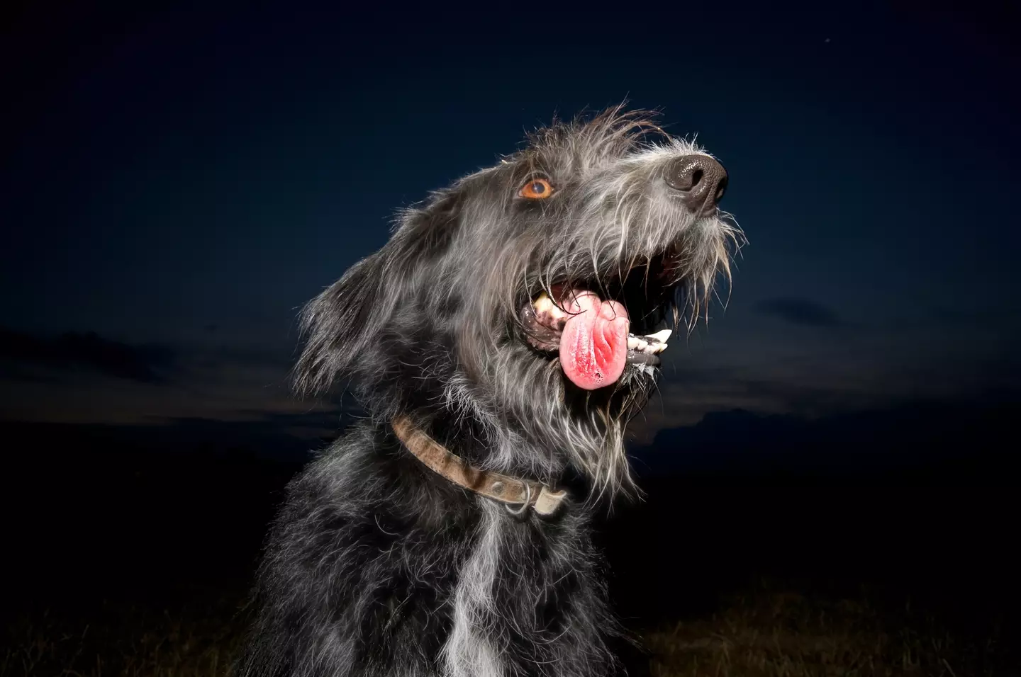 Dogs may start howling during the eclipse.