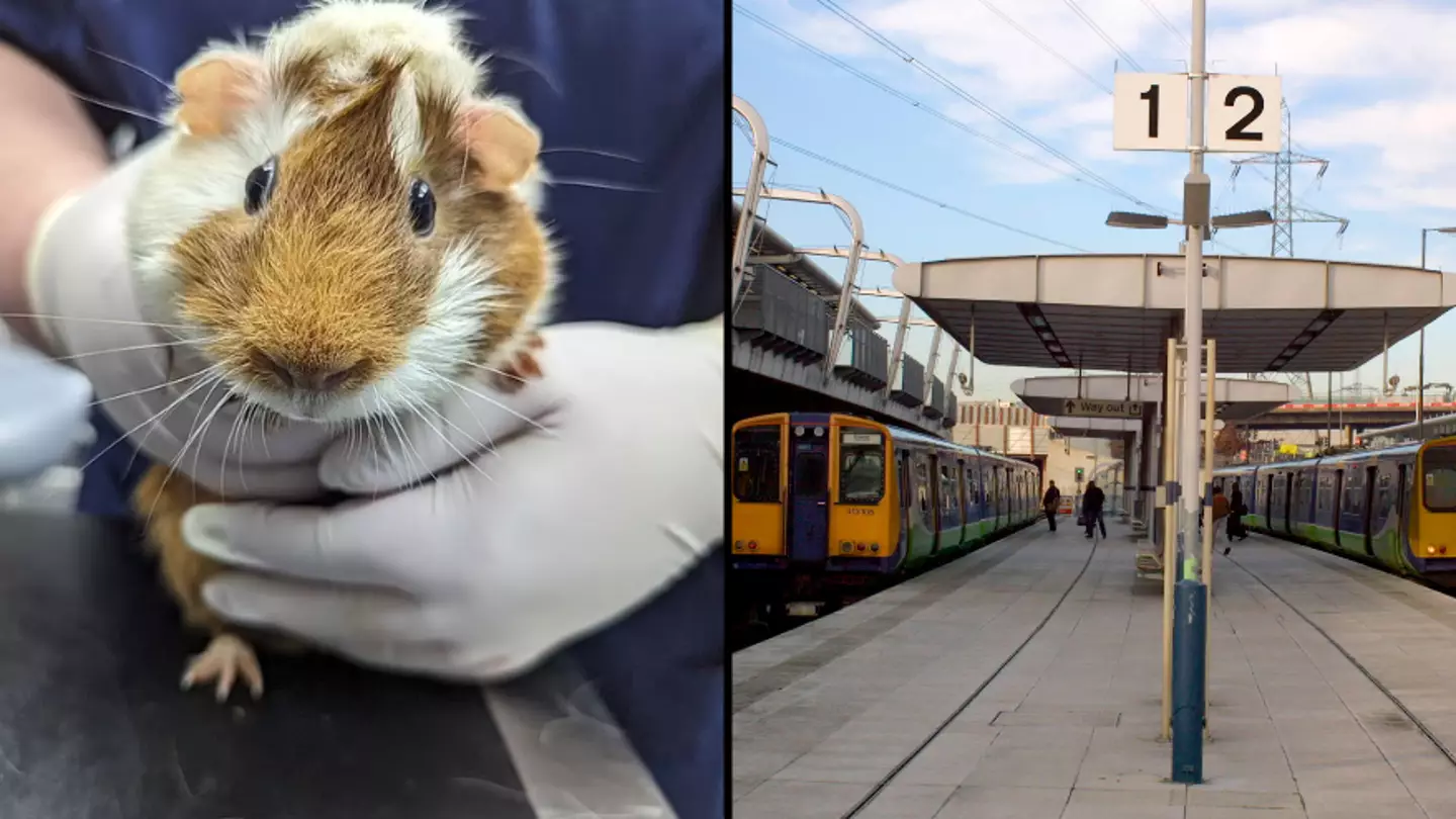 Guinea pig found at UK station with heartbreaking note attached