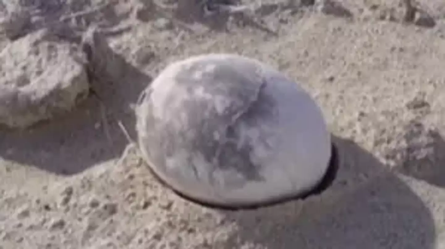 Archaeologists discover 'perfectly preserved' 70 million-year-old dinosaur egg
