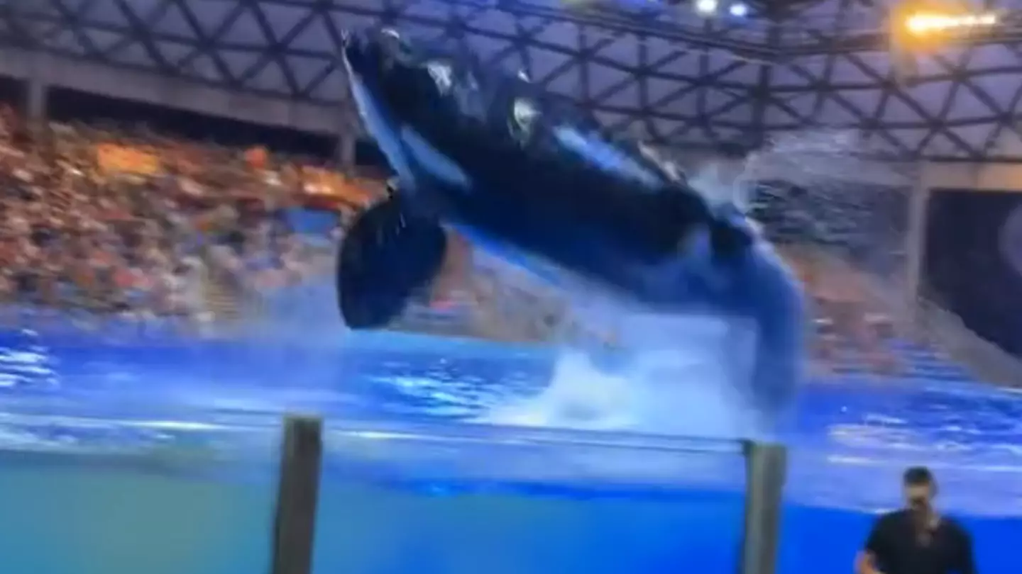 Shocking moment orca poops and splashes crowd with dirty water at SeaWorld