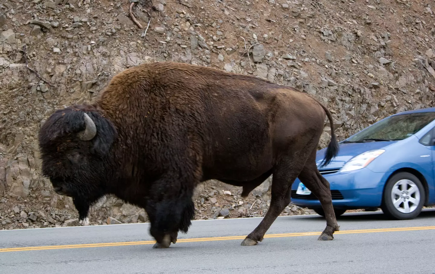 Bison walking in the middle of the road in Yellowstone National Park.