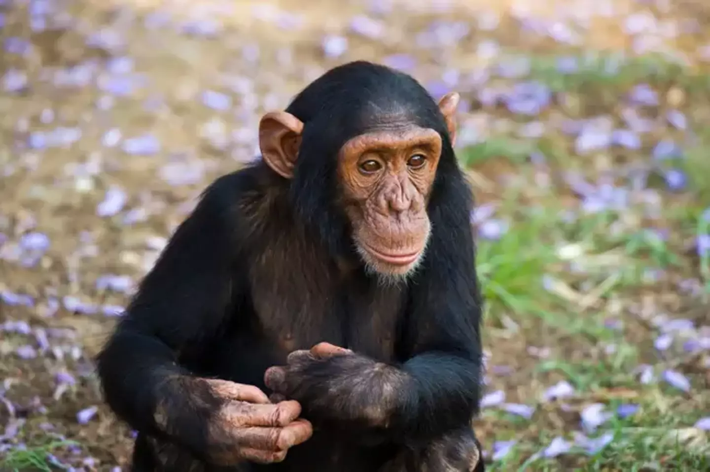 We're still waiting to hear about a 'talking chimpanzee'.