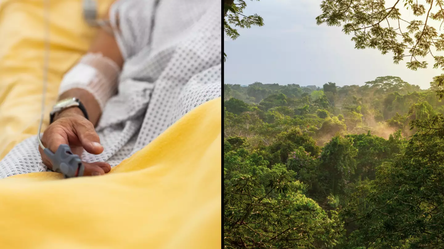 Two die as deadly 'sloth fever' warning issued with 'unstoppable' cases reported across Europe