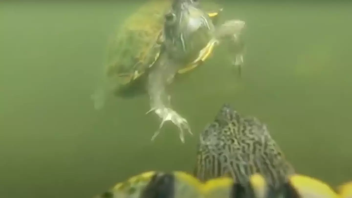 YouTube/Monster Mike Fishing
