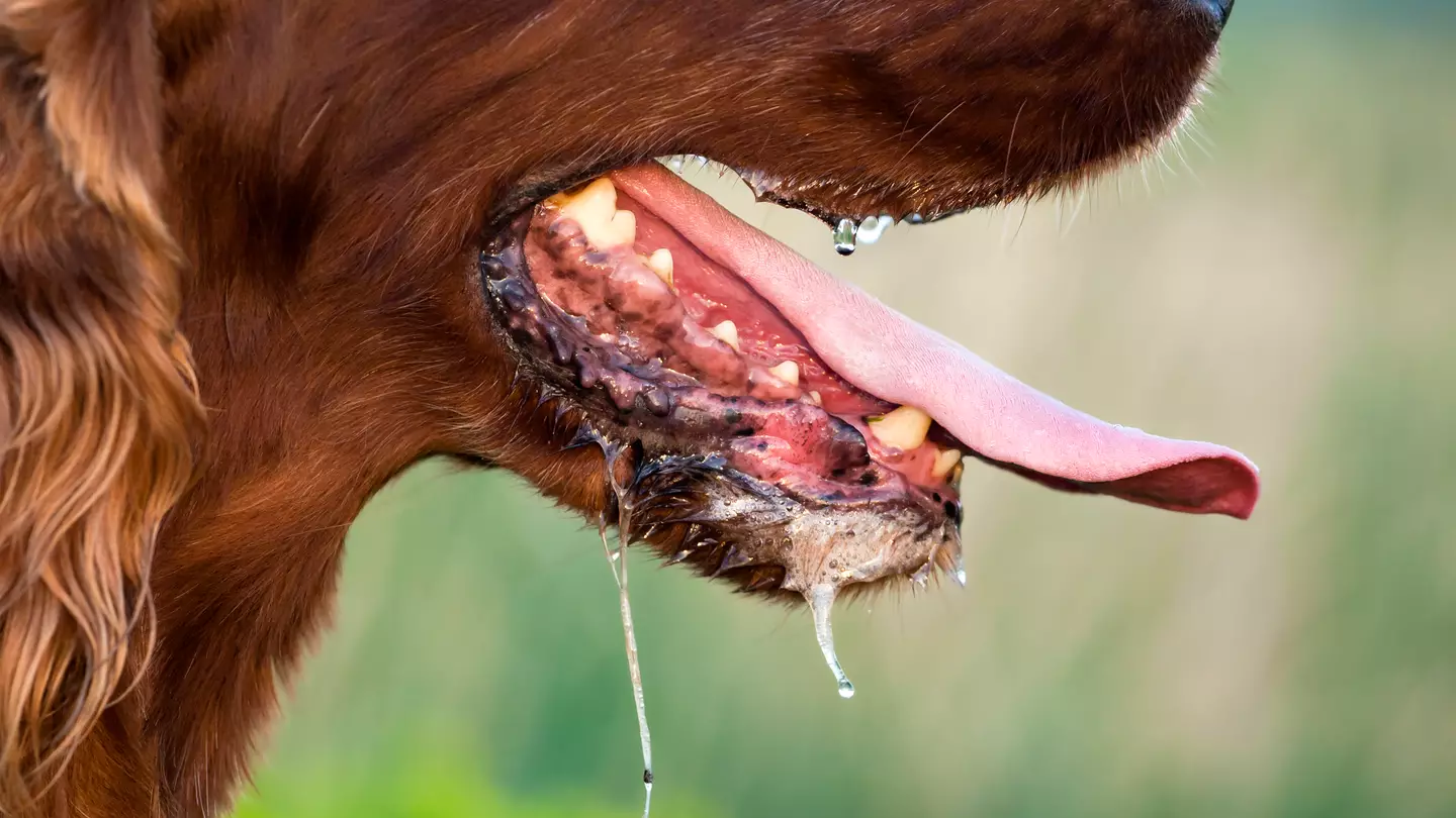There is a low risk of catching rabies in the UK (Getty Stock Images)