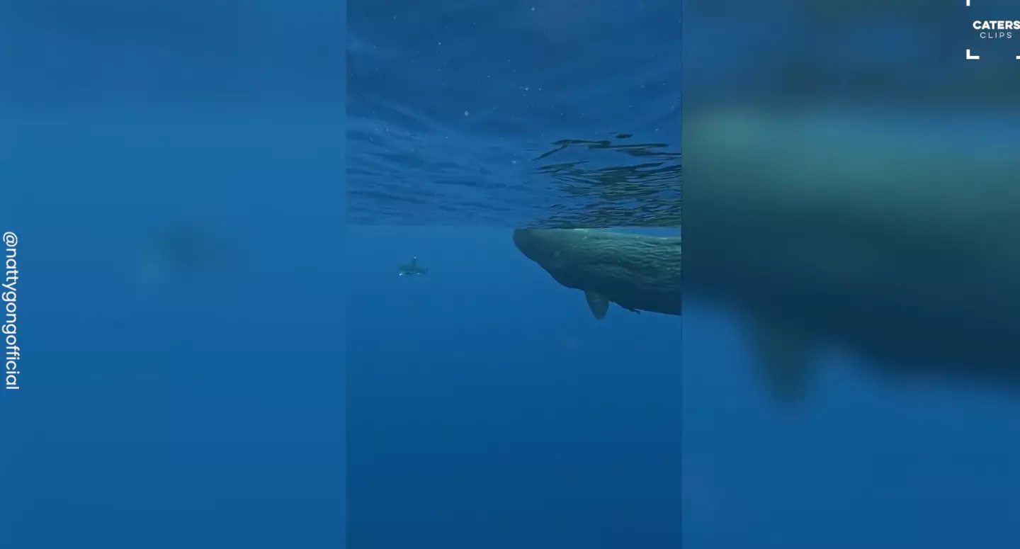 The diver says they protected him (Caters)