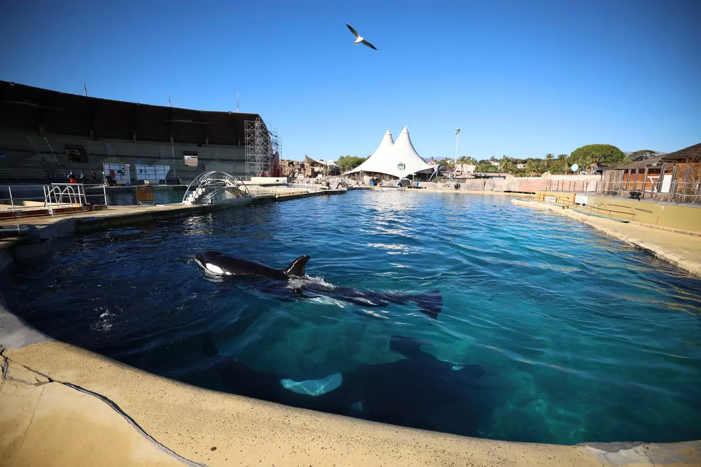 The attraction closed last January, with the orcas remaining. (Valery HACHE / AFP via Getty Images)